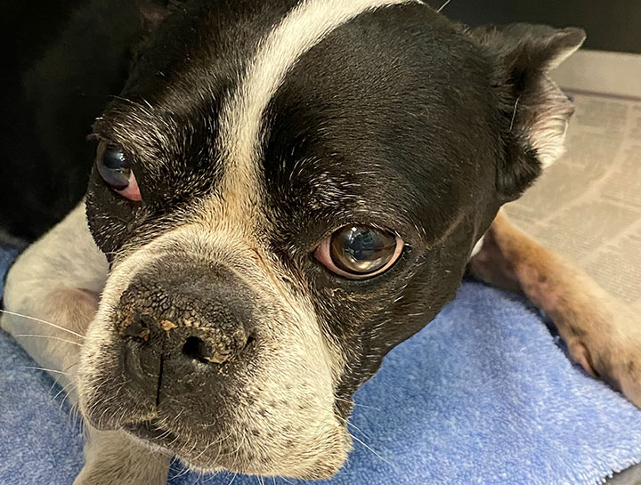 $City Elderly Dog Care
